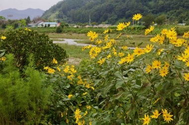 Goesan İlçesi, Güney Kore - 10 Eylül 2020: Ssang deresi kıyıları boyunca akan sular ve akan yeşil tepeler sayesinde canlı sarı kır çiçekleri kümesi büyüyor.