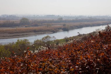 Cheongju Şehri, Güney Kore - 11 Kasım 2020: Miho Akıntısı 'nın sazlıklar ve sonbahar yaprakları arasında kıvrılan manzarası, suyun yüzeyinden yansıyan altın güneş ışığı sakin kırsal bir ortamda.