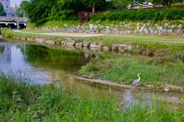 Daejeon, Güney Kore - 28 Mayıs 2021: Gapcheon deresinin kenarında, yemyeşil, yaya geçidi ve arka planda kentsel binaları olan gri bir balıkçıl duruyor..
