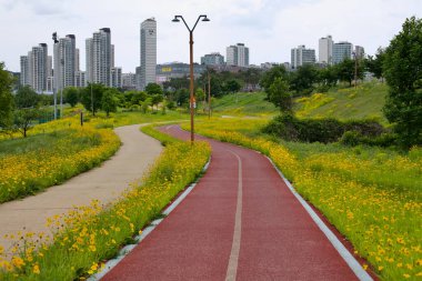 Kırmızı bir bisiklet yolu ve yaya geçidi Geum Nehri boyunca sarı kır çiçekleri tarlaları boyunca esiyor. Arka planda yüksek binalar var..