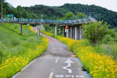 Gongju, South Korea - May 27th, 2021: A winding bike path surrounded by blooming yellow flowers runs under a pedestrian bridge, with road signs indicating a speed limit and a nearby destination. clipart