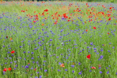 Gongju City, South Korea - May 27th 2021: A blooming meadow of vibrant red poppies and purple wildflowers captures the essence of late spring in this lush countryside scene clipart