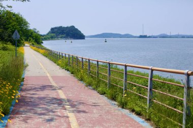 Gunsan, Güney Kore - 28 Mayıs 2021: Geum Nehri boyunca uzanan manzaralı nehir kenarı bisiklet yolu, canlı sarı kır çiçekleri ve arka planda uzak tepeler ve küçük adalarla korunan bir korkuluk ile sınırlıdır..