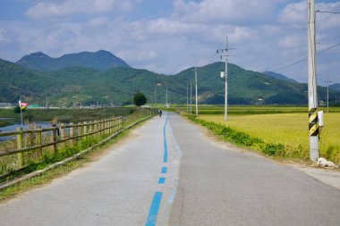 Sunchang County, Güney Kore - 4 Ekim 2021 Seomjingang Bisiklet Yolu boyunca yalnız bir bisikletçi, nehri çevreleyen pirinç tarlalarını ve ahşap çitleri geçerek bulutlu bir gökyüzünün altında manzaralı bir zemin oluşturur..