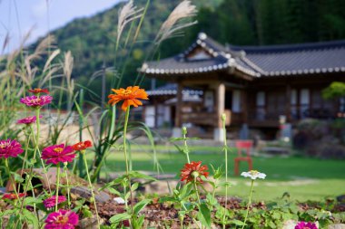 Gokseong İlçesi, Güney Kore - 3 Ekim 2021: Geniş bahçesi ve ahşap güvertesi olan güzel korunmuş bir hanok evi, geleneksel Kore mimarisi ile modern açık hava oturma yerlerini harmanlıyor..