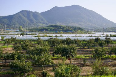 Gurye İlçesi, Güney Kore - 3 Ekim 2021: Düzgünce sıralanmış meyve ağaçları ön planda uzanan yemyeşil bir meyve bahçesi, arka planda sıra sıra dizilmiş seralar ise dağlık arazinin karşısında duruyor..