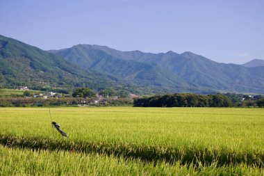 Geniş bir pirinç tarlası, Korelilerin tarım manzaralarının kırsal güzelliğini gözler önüne sererek ormanlık dağların arka planına doğru uzanır. Altın ekinlerin arasında bir korkuluk duruyor..