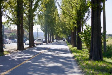 Damyang County, Güney Kore - 24 Eylül 2020: Araçlar, yüksek ağaçların gölgeli bir tünel oluşturduğu metasequoia çizgili bir yol boyunca seyahat ederler. Bu manzara gezisi bölgede çok iyi bilinen bir dönüm noktasıdır..