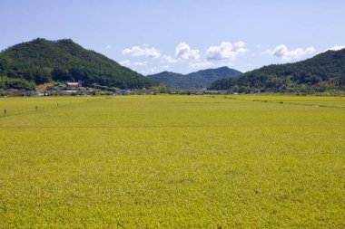 Naju Şehri, Güney Kore - 24 Eylül 2020 Yeongsangang Bisiklet Yolu boyunca orman dağlarının eteğindeki küçük bir köye doğru uzanan altın pirinç tarlası kırsal yaşam ve tarım geleneklerini gözler önüne seriyor..