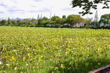 Muan County, Güney Kore - 25 Eylül 2020: Yeşil ve sarı yapraklı Hoesan Beyaz Lotus Habitatı 'ndaki geniş bir nilüfer tarlası bu ekolojik alanı manzaralı bir şekilde gösteriyor..
