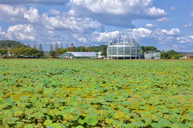 Muan County, Güney Kore - 25 Eylül 2020: Hoesan White Lotus habitatındaki geniş nilüfer tarlası, yemyeşil ve sulak alanlarla çevrili özel bir mimari özellik olan Yüzen Cam Seraya doğru uzanır..