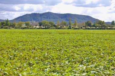 Muan County, Güney Kore - 25 Eylül 2020: Yeşil nilüfer yapraklarından oluşan bereketli bir deniz Hoesan Beyaz Lotus Habitatı boyunca uzanır ve arka planda kayan tepeler manzaralı bir kırsal alan yaratır..