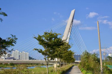 Muan County, Güney Kore - 25 Eylül 2020: Namchang Köprüsü manzarası, çarpıcı bir kablo destekli yapı, Yeongsan Nehri üzerinde ağaçlarla kaplı bir yürüyüş yolu ile şehrin ufuk çizgisine doğru yükseliyor..