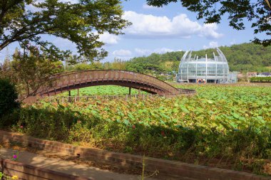 Muan County, Güney Kore - 25 Eylül 2020: Nilüfer tarlasından geçen ahşap bir köprünün sakin manzarası, Hoesan Beyaz Lotus Habitatı 'ndan görülebilen yüzen cam sera.