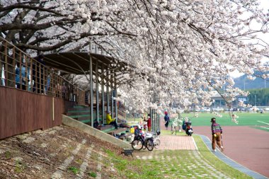 Ulsan City, Güney Kore - 31 Mart 2025: Taehwagang Ulusal Bahçesi 'nde canlı ve manzaralı bir atmosfer yaratan, kenarı bisikletlerle çevrili, çiçek açan kiraz çiçekleriyle dolu geniş bir yol.