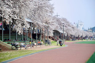 Ulsan City, Güney Kore - 31 Mart 2025: Taehwagang Ulusal Bahçesi 'nde canlı ve manzaralı bir atmosfer yaratan, kenarı bisikletlerle çevrili, çiçek açan kiraz çiçekleriyle dolu geniş bir yol.