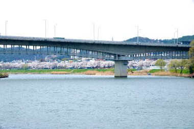 Ulsan City, Güney Kore - 31 Mart 2025: Geniş bir köprü Taehwa Nehri boyunca uzanır tam çiçeklenmiş kiraz ağaçları karşı kıyıya uzanır ve baharın gelişini işaret eder..