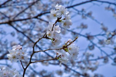 Ulsan City, Güney Kore - 28 Mart 2025: Arka planda bulanık dallar ve Taehwagang boyunca açık mavi bir gökyüzü ile beyaz kiraz çiçeklerine odaklanmış.