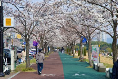 Ulsan City, Güney Kore - 31 Mart 2025: Kiraz çiçekleriyle kaplı huzurlu bir yürüyüş yolu, iyi korunmuş yeşil ve kahverengi geçitler boyunca yürüyen insanlar, arka planda modern binalar görülebilir..