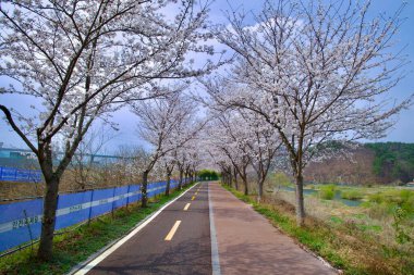 Ulsan City, Güney Kore - 28 Mart 2025 Taehwagang nehir yolunun dümdüz bir bölümü kiraz ağaçları tarafından çevrelenmiş ve bahar mevsimi boyunca beyaz çiçeklerden oluşan manzaralı bir tünel oluşturulmuştur..