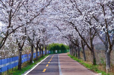 Ulsan City, Güney Kore - 28 Mart 2025: Taehwa Nehri boyunca ağaçlarla kaplı bisiklet yolu, en yoğun bahar mevsiminde kiraz çiçeklerinden oluşan çarpıcı bir tünel oluşturuyor..