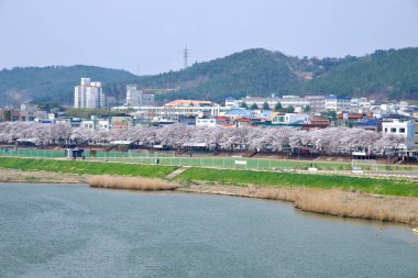 Ulsan City, Güney Kore - 28 Mart 2025: Kiraz ağaçları spor sahalarının yanında çiçek açıyor ve arka planda sakin bir şehir manzarası ve orman tepeleri ile Taehwa Nehri boyunca yürüme yolları açıyor.