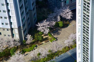 Ulsan City, Güney Kore - 1 Nisan 2025: Bir yerleşim bölgesindeki sakin bir avlu manzarası, yürüyüş yolunu açan kiraz çiçekleri ve apartmanlar tarafından çerçevelenmiş yalnız bir insan.