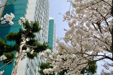 Ulsan City, Güney Kore - 31 Mart 2025: Çiçek açan kiraz çiçekleri, bir şehir kompleksi içinde mevsimsel güzellikleri gözler önüne seren yeşil panelli apartman daireleri ve çam ağaçlarıyla tezat oluşturuyor.