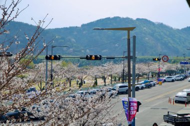 Ulsan City, Güney Kore - 31 Mart 2025: Trafik ışıklarıyla yolu kaplayan kiraz çiçeklerinin manzarası, arka planda yeşil bir yamaçla geçen arabalar, doğa ve şehir hayatının barışçıl bir karışımını sergiliyor..