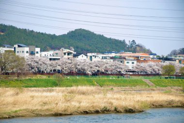 Ulsan City, Güney Kore - 31 Mart 2025: Taehwa Nehri 'nin karşısındaki düşük katlı banliyö evlerinin önünde orman tepeleri ve ilkbahar otları tarafından desteklenen uzun bir kiraz ağacı kuyruğu uzanır.