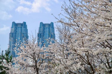 Ulsan City, Güney Kore - 31 Mart 2025: İlkbahar kiraz çiçekleri, mevsimsel güzellikle çağdaş kentsel gelişim arasında çelişen, birbirinden ayırt edici iki modern kulenin yükselişiyle ön planda yer alıyor.