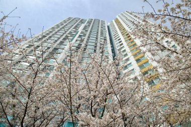 Ulsan City, Güney Kore - 31 Mart 2025: İlkbahar kiraz çiçekleri Ulsan 'da bir yerleşim merkezinin yüksek binalarına doğru uzanır ve kentsel doğayı uyum içinde yakalar..