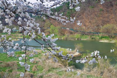 Ulsan City, Güney Kore - 28 Mart 2025: Çiçek açan kiraz çiçeklerinin dalları Taehwa Nehri 'nin üzerindeki iskelet boyunca uzanır, karşı orman yamacı boyunca yükselen ahşap kaldırım boyunca uzanır..