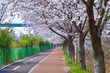 Ulsan City, Güney Kore - 28 Mart 2025: Bisikletçiler bahar aylarında Taehwagang yakınlarında bambu ve çitle kaplı nehir kenarındaki bir patika boyunca çiçek açan kiraz ağaçlarının altında bisiklet sürerler..