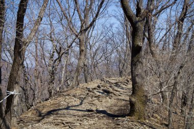 Ulsan Şehri, Güney Kore - 2 Nisan 2025: Engebeli bir yürüyüş yolu, Yeongnam Alpleri 'nin bir parçası olan Gajisan sırtları boyunca yapraksız ağaçların arasından esiyor..