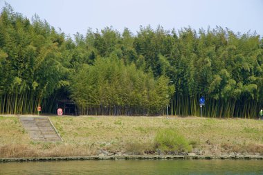Ulsan Şehri, Güney Kore - 31 Mart 2025: Taehwa Nehri kıyıları boyunca uzanan Taehwagang Ulusal Bahçesi içinde korunmuş bir bölge olan Simnidae Ormanı 'na yoğun bir bambu standı.