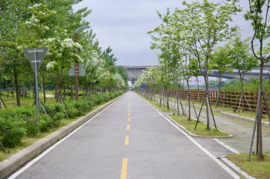 Incheon, Güney Kore - 19 Mayıs 2025: Ara Bisiklet Yolu çiçek açan bahar ağaçlarının arasından geçiyor, Sicheon Köprüsü 'nün yüksekliği sakin Ara Waterway' in yanında görülebiliyor..
