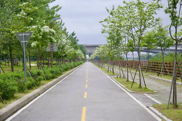 Incheon, Güney Kore - 19 Mayıs 2025: Ara Bisiklet Yolu çiçek açan bahar ağaçlarının arasından geçiyor, Sicheon Köprüsü 'nün yüksekliği sakin Ara Waterway' in yanında görülebiliyor..
