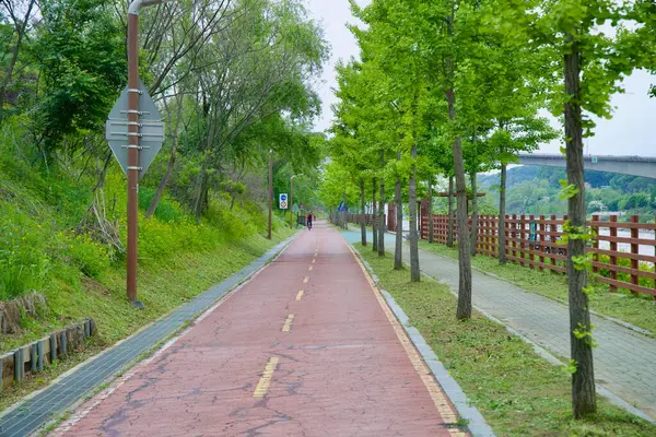 Incheon, Güney Kore - 19 Mayıs 2025: Yalnız bir bisikletçi, Ara Waterside Park 'a doğru giden, ağaçlarla çevrili Ara Bisiklet Yolu' nu takip ediyor..