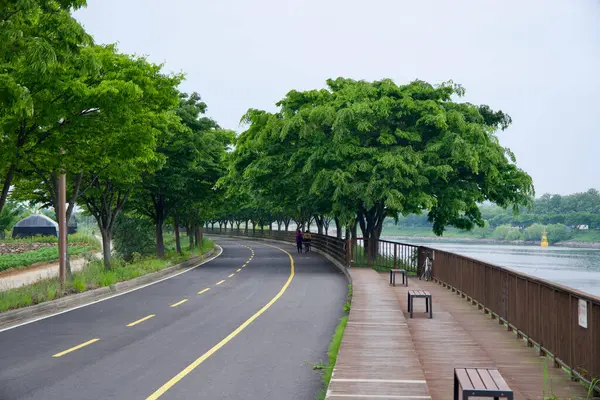 Incheon, Güney Kore - 19 Mayıs 2025: Ara Bisiklet Yolu 'nun sakin bir bölümü Duri Ekoloji Parkı yakınlarındaki Ara Su yolu boyunca sıralanmış tahta tahta bir kaldırım ve bahar ağaçları yanında eğriler.