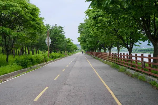 Incheon, Güney Kore - 19 Mayıs 2025: Ara Bisiklet Yolu 'nun, yemyeşil bir çitle çevrili ve Ara Su Yolu boyunca ahşap bir çitle çevrili, sakin, ağaçlık bir bölümünde yalnız bir bisikletçi ilerliyor..