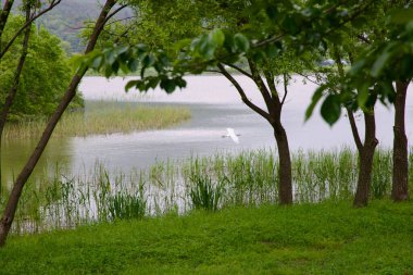 Namyangju Şehri, Güney Kore - 19 Mayıs 2025: Nehir kenarındaki ağaçlar ve yemyeşil pınar tarafından çerçevelenmiş Namyangju Su Bahçesi 'nin sazlıklar ve sakin suları üzerinde bir balıkçıl kayar..