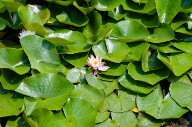 Uljin County, Güney Kore - 31 Mayıs 2025: Tek bir pembe su zambağı, Uljin Akvaryumu yakınlarındaki Wangpi Doğa Parkı 'ndaki bir gölde yeşil zambaklardan oluşan kalın bir yatakta çiçek açar..