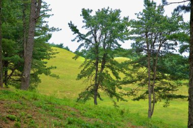 Gongju, Güney Kore - 13 Haziran 2025: Yuvarlak Bekçe kraliyet mezarları, antik defin gelenekleri tarafından şekillendirilen tarihi bir manzaranın parçası olan Songsan-ri 'deki çam ağaçlarının arkasında yükselir..