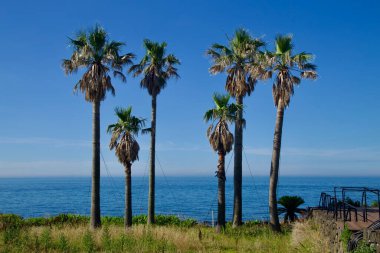 Uzun palmiye ağaçları Aewol kıyısının yukarısında mavi denizi ve berrak yaz gökyüzünü alçak bazalt bir duvarın yanındaki çimenli zeminden görüyorlar..