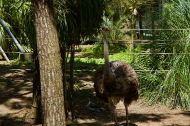 Jeju Adası 'ndaki Hallim Parkı' ndaki peyzajlı kaplamasında duran devekuşunun tam vücut görüntüsü, yaşam alanını belirleyen ağaçlar ve ipler..