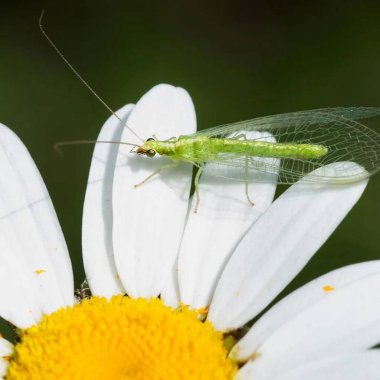 Törensel sunum için Gates çiçeği.