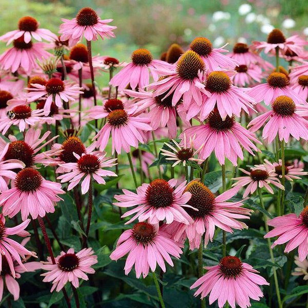 Розовые цветы в саду