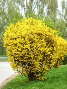 Bahçede güzel bir çiçek aranjmanı var..