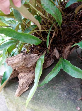 Ağaç gövdesinde yetişen yeşil bitki